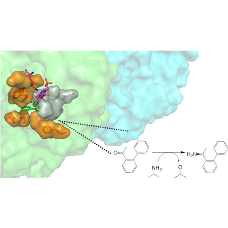 Rational Design of a (S)-Selective-Transaminase for Asymmetric Synthesis of (1S)-1-(1,1′-biphenyl-2-yl)ethanamine