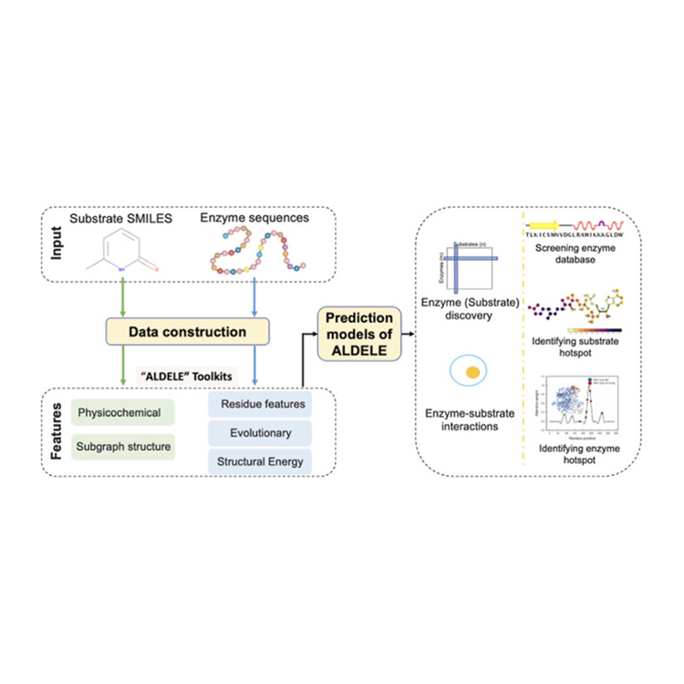ALDELE: All-Purpose Deep Learning Toolkits for Predicting the Biocatalytic Activities of Enzymes