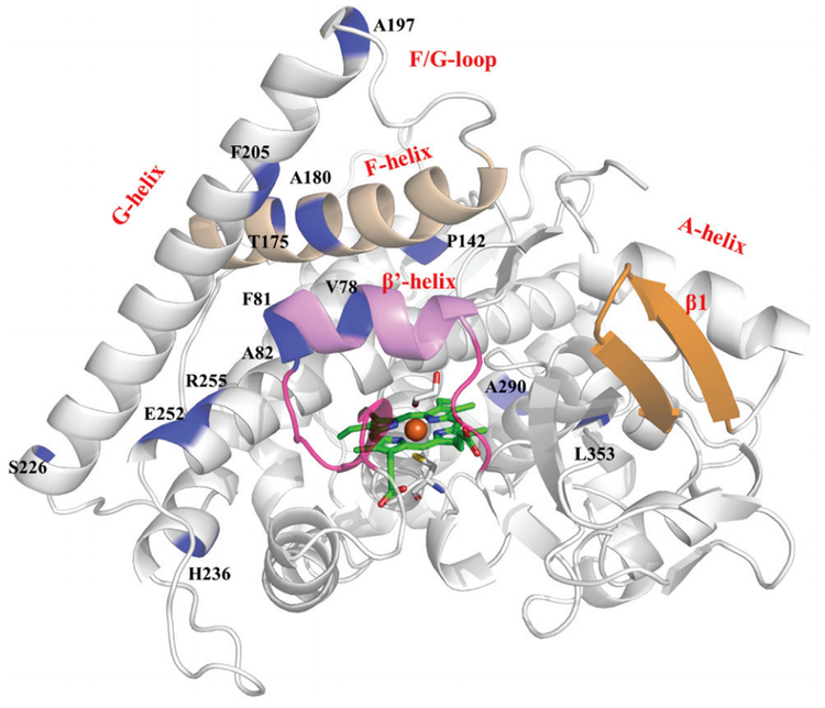 Regio- and stereoselectivity in the CYP450BM3-catalyzed hydroxylation of complex terpenoids: a QM/MM study