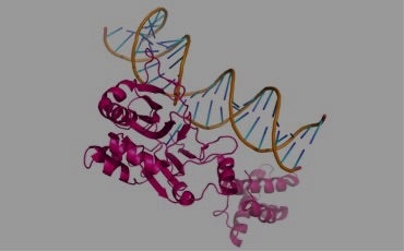 Synthesis of double stranded oligonucleotides