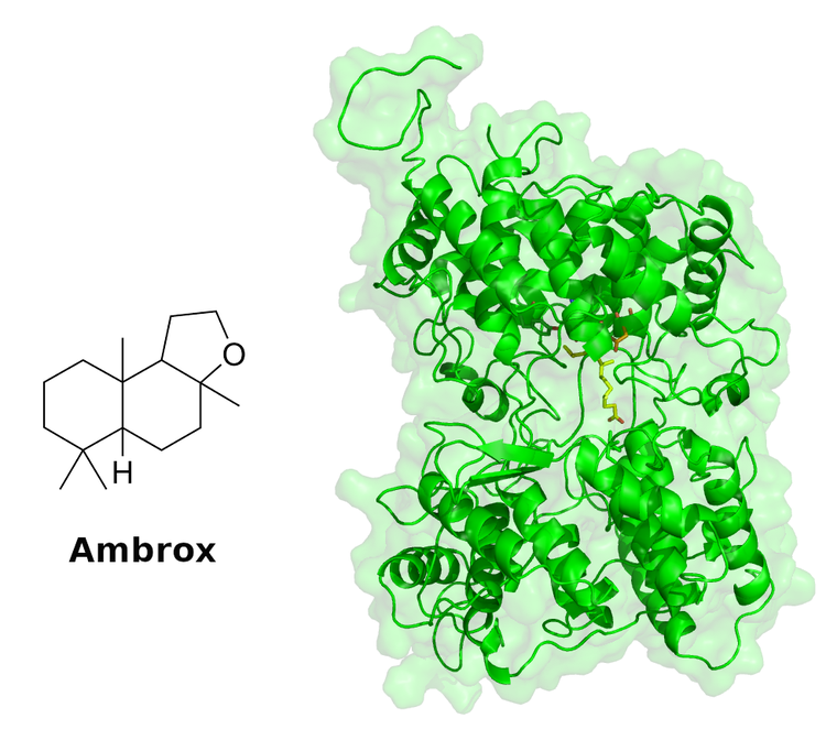 Squalene Hopene Cyclase derivatives and use thereof for producing Ambrox