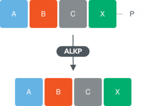Alkaline phosphatases