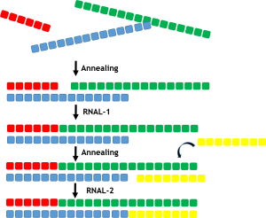Double stranded RNA ligases