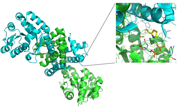 Enzyme Engineering