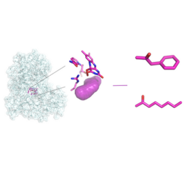 Catalytic mechanism of phenylacetone monooxygenases for non-native linear substrates