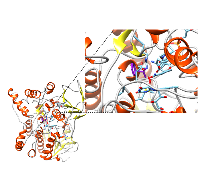 Rational enzyme design
