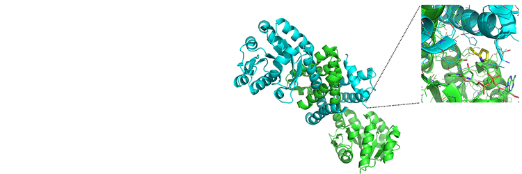 Enzyme Evolution