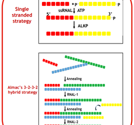 Towards the enzymatic synthesis of oligonucleotides | Manufacturing Chemist