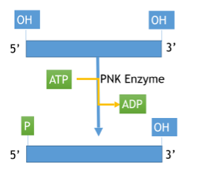 Polynucleotide kinases