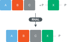 Single stranded RNA ligases