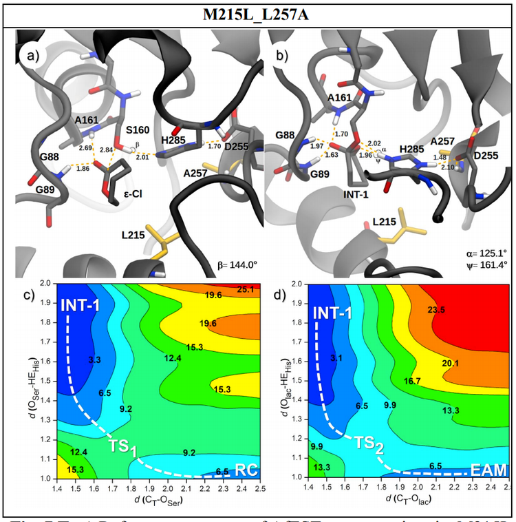 Rational engineering of a carboxylesterase for the synthesis of polyesters for biomedical applications