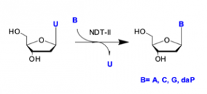 Nucleoside deoxyribosyltransferases