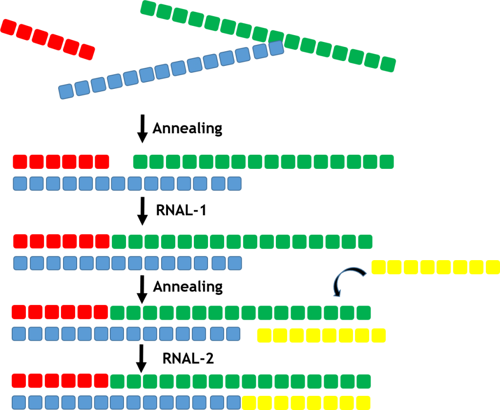 Synthesis of double stranded oligonucleotides Almac