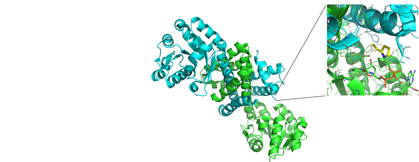 Enzyme Engineering Tablet Image