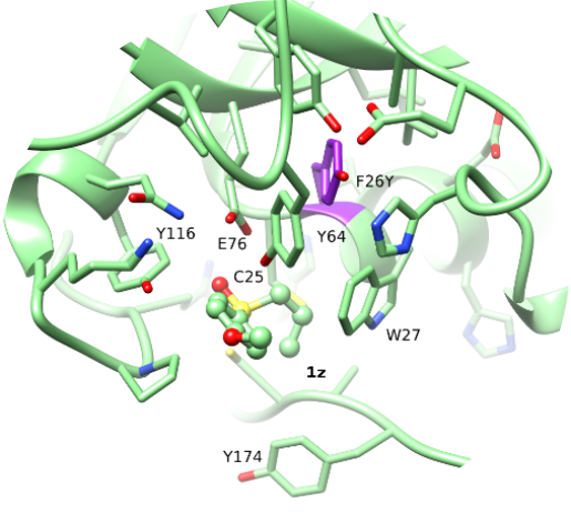 Rational Mutagenesis of Methionine Sulfoxide Reductase