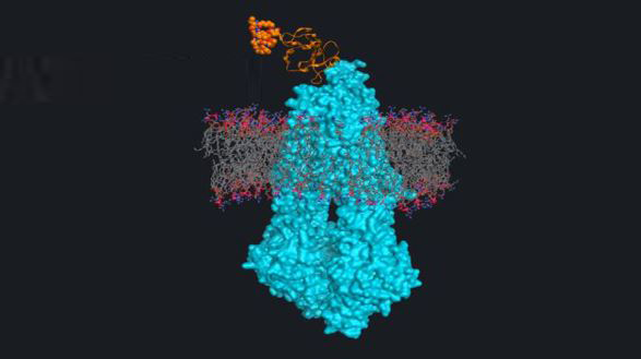 Protein Drug Conjugates